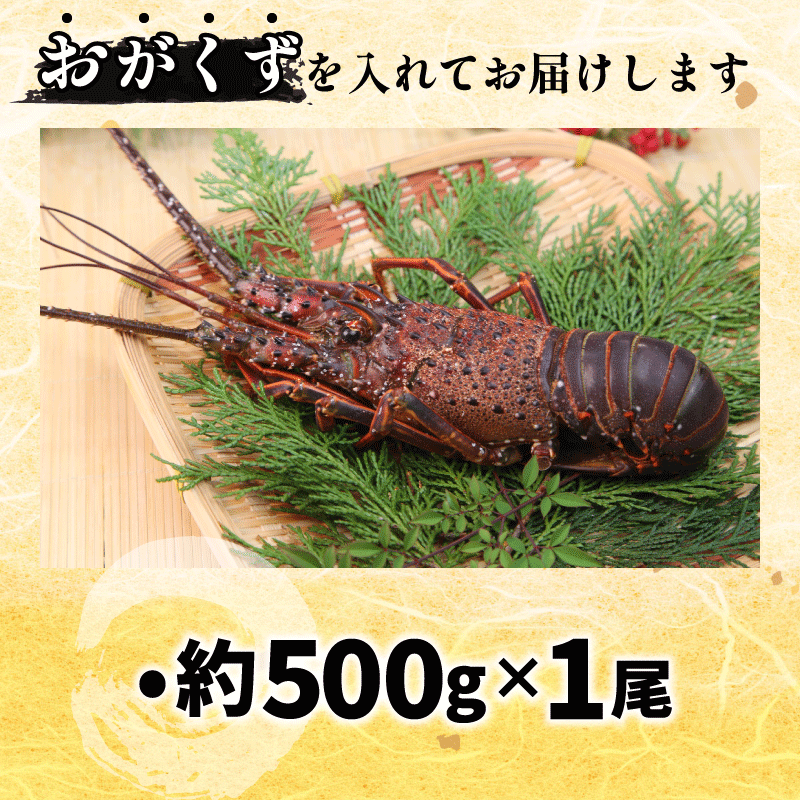 伊勢海老 500g 1尾 えび エビ 高級 伊勢 伊勢えび 鮮魚 海鮮 魚介 刺身 焼き物 汁物 イセエビ 海老 正月 おせち ギフト 贈答 贈り物 祝い 歳暮 中元 年末 年始 ebi 徳島 阿南 【年末年始 発送対応可能です！】
