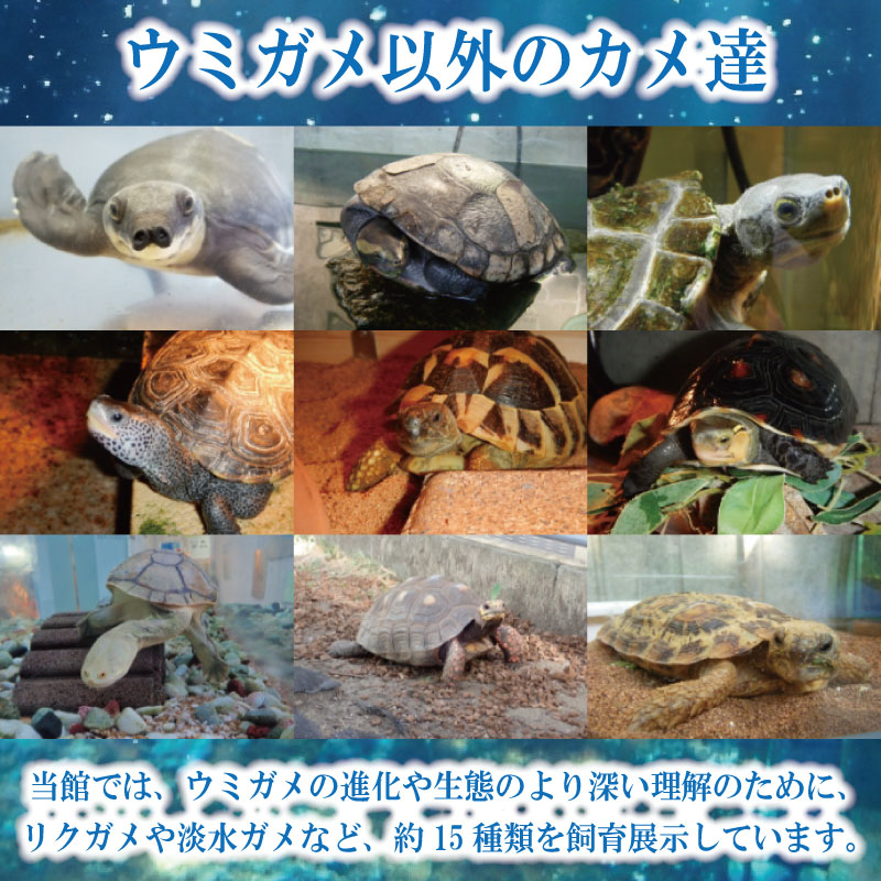 譌・蜥御ス舌≧縺ソ縺後a蜊夂黄鬢ィ繧ォ繝ャ繝繧ソ 蜈・鬢ィ蛻ク 螟ァ莠コ2蜷榊 縺縺ソ縺後a 繧ヲ繝溘ぎ繝。 豬キ莠 縺九a 繧ォ繝。 莠 蜊夂黄鬢ィ 繝√こ繝繝 鄒取ウ「逕コ 蠕ウ蟲カ逵 繝峨Μ繝シ繝繝√シ繝