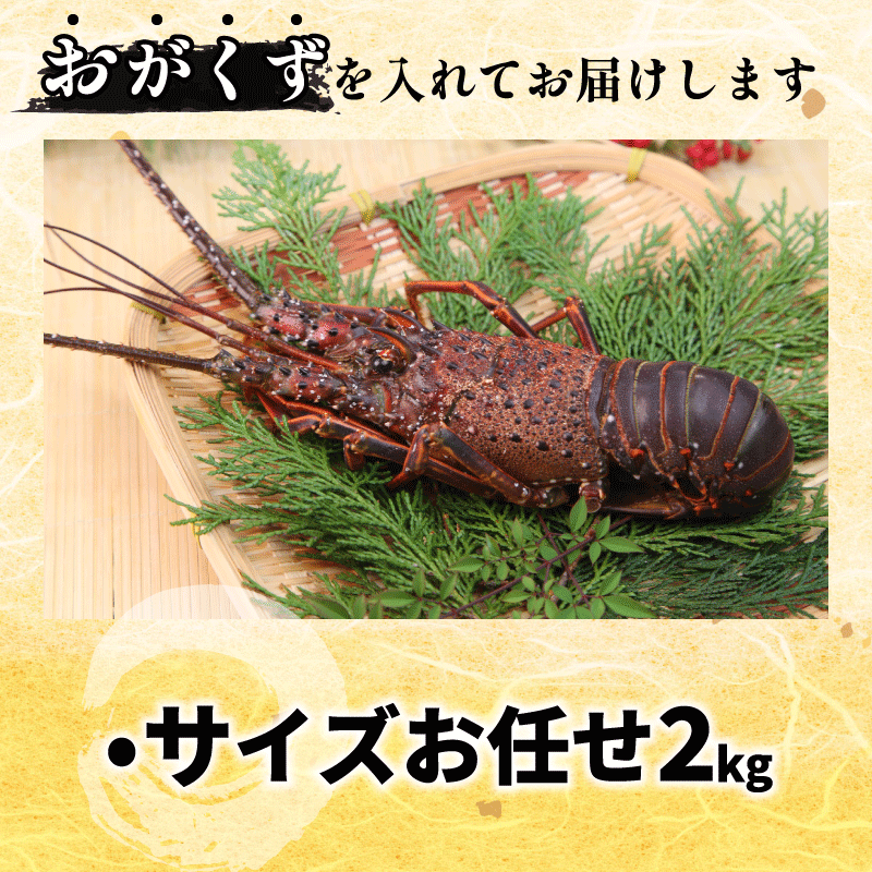 äŒå¢æµ·è 2kg ãµã€ãº ãä»»ã ãã³ ãšã é«çŽ äŒå¢ äŒå¢ãã³ é®®é æµ·é®® éä» åºèº« çŒãç© æ±ç© ã€ã»ãšã æµ·è æ£æ ããã¡ ã®ãã èŽç èŽãç© ç¥ã æ³æ® äžå
å¹Žæ« å¹Žå§ ebi 埳島 é¿å ã幎æ«å¹Žå§ çºé察å¿å¯èœã§ãïŒã