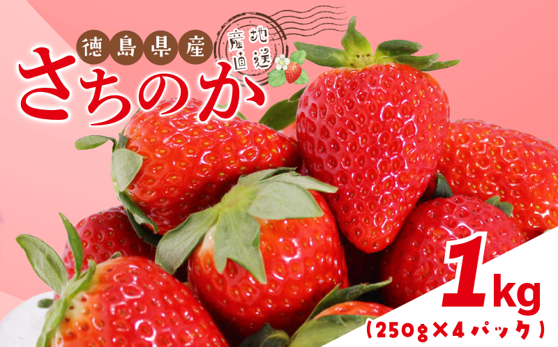 いちご 1kg さちのか 苺 イチゴ ストロベリー 数量限定 徳島県産 ichigo strawberry itigo 2月上旬より順次出荷 徳島県 