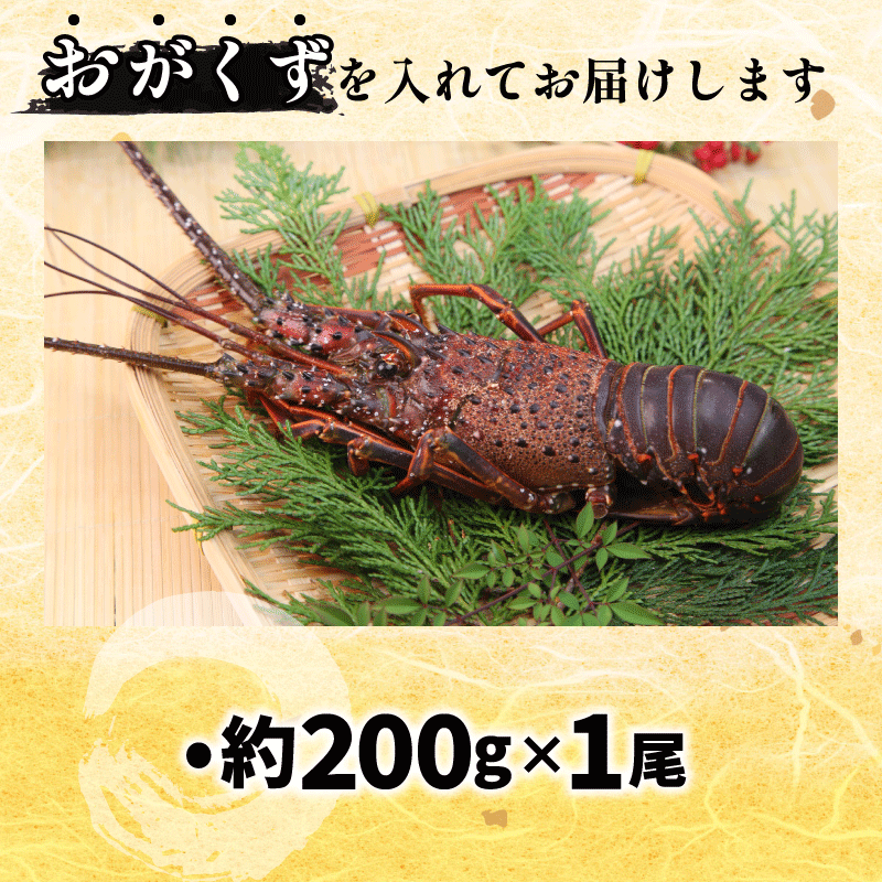 莨雁兇豬キ閠 200g 1蟆セ 縺医ウ 繧ィ繝 鬮倡エ 莨雁兇 莨雁兇縺医ウ 魄ョ鬲 豬キ魄ョ 鬲壻サ 蛻コ霄ォ 辟シ縺咲黄 豎∫黄 繧、繧サ繧ィ繝 豬キ閠 豁」譛 縺翫○縺。 繧ョ繝輔ヨ 雍育ュ 雍医j迚ゥ 逾昴> 豁ウ證ョ 荳ュ蜈 蟷エ譛ォ 蟷エ蟋 ebi 蠕ウ蟲カ 髦ソ蜊 縲仙ケエ譛ォ蟷エ蟋 逋コ騾∝ッセ蠢懷庄閭ス縺ァ縺呻シ√