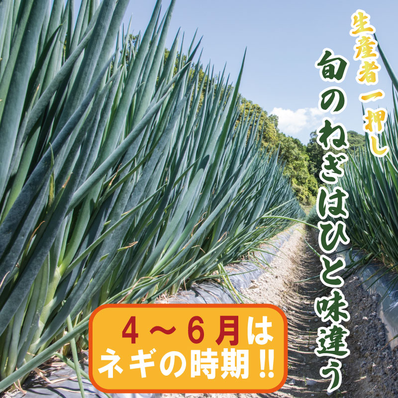 【4月から6月末まで発送】青ねぎ 5kg ネギ 葱 極上 薬味 国産 野菜 うどん ギョーザ 餃子 チャーハン 焼きネギ 徳島 阿波市 新･極上青ねぎ 通常発送 旬 ネギ 訳あり