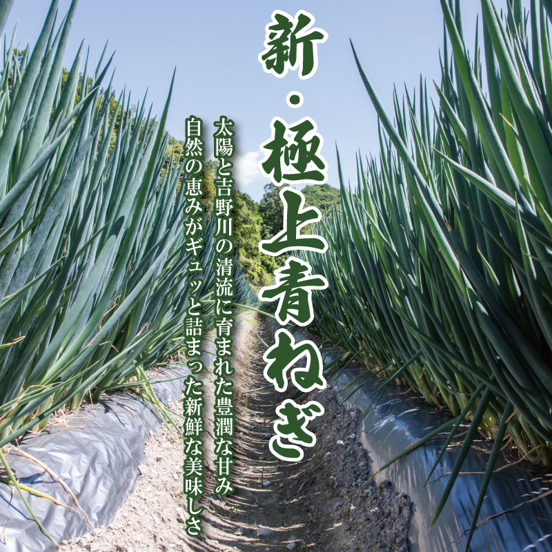 【4月から6月末まで発送】青ねぎ 5kg ネギ 葱 極上 薬味 国産 野菜 うどん ギョーザ 餃子 チャーハン 焼きネギ 徳島 阿波市 新･極上青ねぎ 通常発送 旬 ネギ 訳あり
