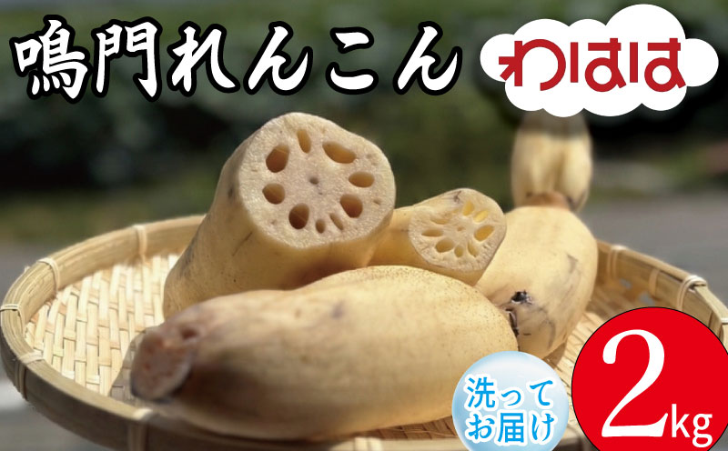 鳴門れんこん 2kg 洗いれんこん 蓮根 れんこん レンコン 手掘り 野菜 やさい 根菜 新鮮 産地直送 農家直送 国産 四国 鳴門市 徳島県