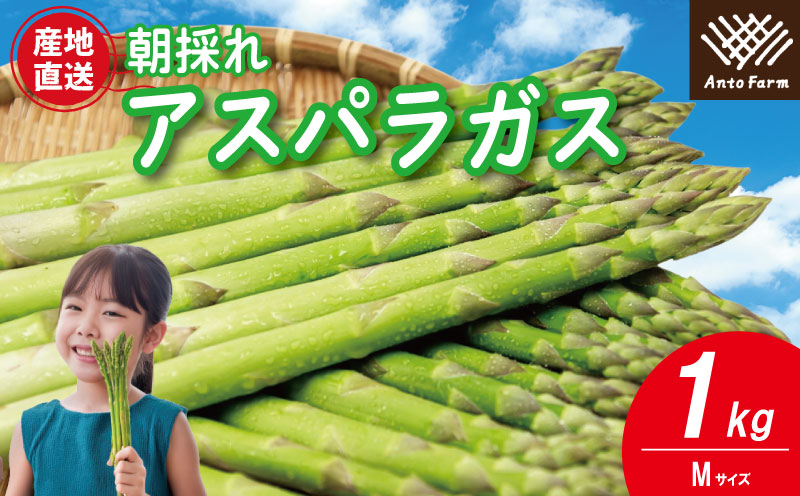 アスパラガス Mサイズ 1kg 《3月から出荷開始！》 アスパラ 朝採れ 弁当 野菜 グリーンアスパラ サラダ ベーコン 豚肉 巻き 甘い 国産 春野菜 新鮮 せいくらべ 徳島 阿南