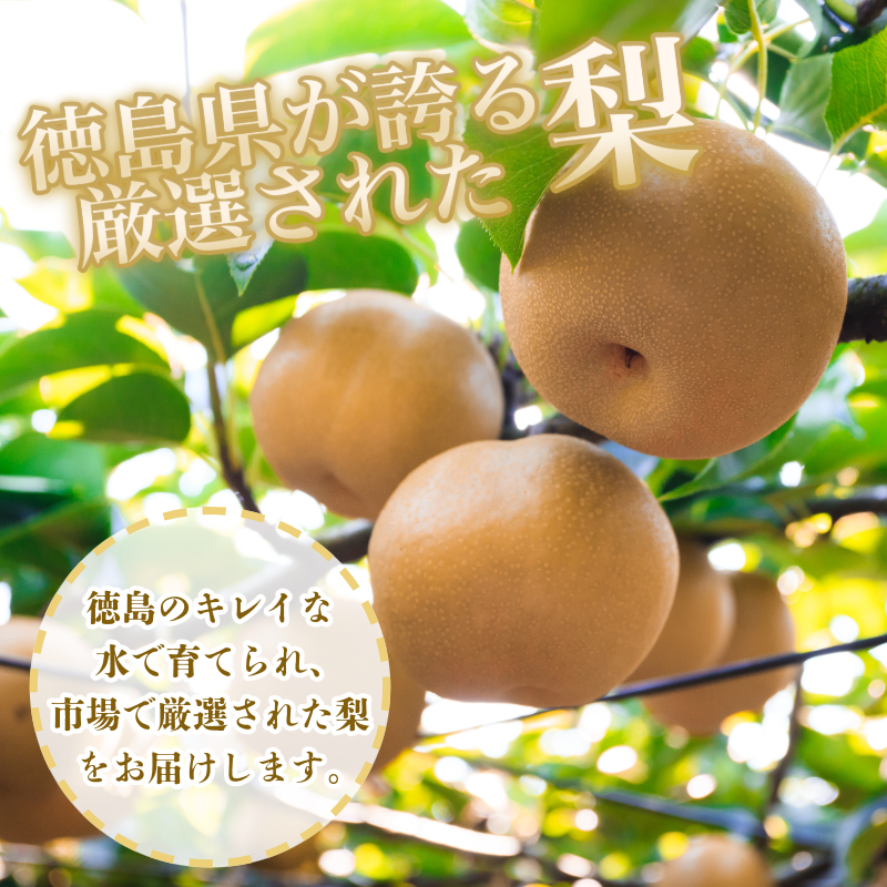 ã8æäžæ¬ãã9æäžæ¬ãŸã§çºéã æ¢š 5kg è±æ°Ž 幞氎 容é éžã¹ã ãã«ãŒã æç© ãªã é£ã¹æ¯ã¹ æ¬ åœç£ å³éž 埳島ç