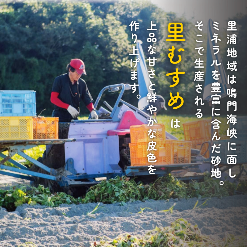 冷やし 焼き芋 1.2kg 里むすめ 《マツコの知らない世界で紹介！》 なると金時 ブランド 里むすめ 鳴門金時 いも さつまいも おやつ 甘い 野菜 冷蔵 なると 道の駅 徳島県 鳴門市 ドリームチーム
