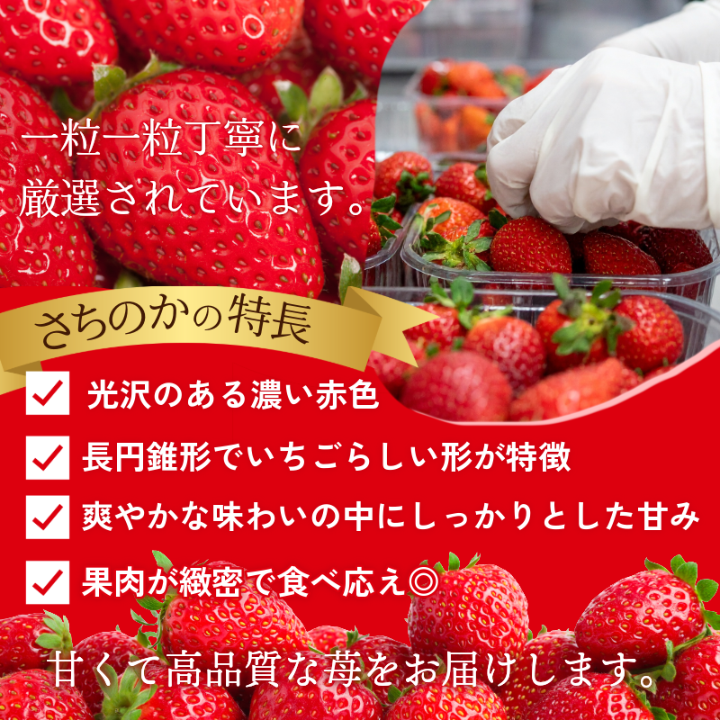 いちご 1kg さちのか 苺 イチゴ ストロベリー 数量限定 徳島県産 ichigo strawberry itigo 2月上旬より順次出荷 徳島県 
