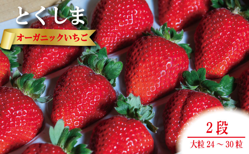 いちご 苺 大粒24から30粒 1月中旬から5月末まで発送 2段箱 オーガニック 高級 あま 甘い 果物 フルーツ デザート 赤 お歳暮 ギフト 箱 贈答 プレゼント 自宅 旬 スイーツ クリスマス ケーキ ベリー ミルク 先行予約 年 日 品種 有機JAS ふるさと 徳島 とくしまオーガニックいちご大粒2段箱