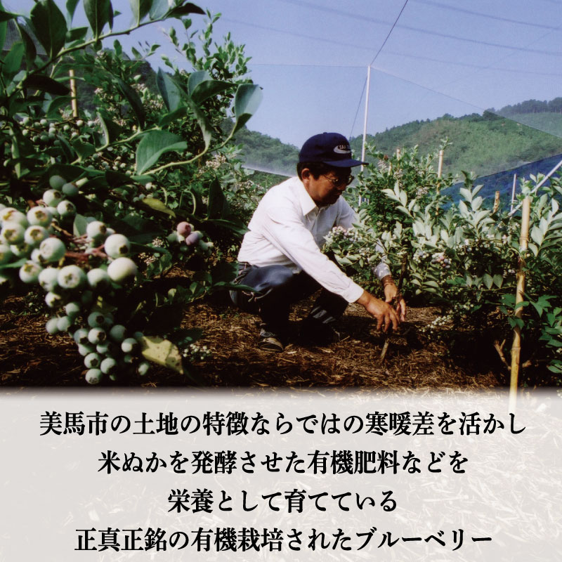 ブルーベリー 大粒 600g 100g × 6パック 2026年6月から7月末まで発送 果物 フルーツ デザート 旬 新鮮 季節 夏 人気 ケーキ おすすめ 期間限定 美馬 徳島 ドリームチーム