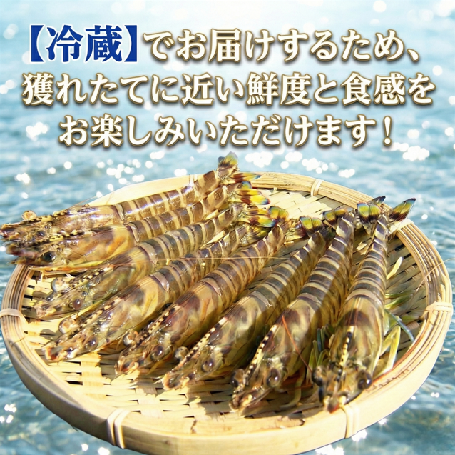 ãæå®æ¥å¿
é ã æŽ»ãè»æµ·è 250g çŽ7å°Ÿïœ10å°Ÿ ãµã€ãºäžïœå€§ ã¯ã«ããšã è»ãšã ã㳠掻ããšã 掻ãããŸãŸ 逿® å¡©çŒã 倩ã·ã ãã©ã€ å·èµ 埳島 鳎é ã10æïœ1æäžæ¬ çºéã