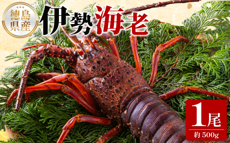 伊勢海老 500g 1尾 えび エビ 高級 伊勢 伊勢えび 鮮魚 海鮮 魚介 刺身 焼き物 汁物 イセエビ 海老 正月 おせち ギフト 贈答 贈り物 祝い 歳暮 中元 年末 年始 ebi 徳島 阿南 【年末年始 発送対応可能です！】