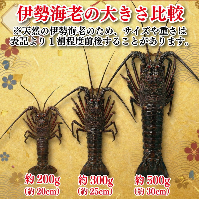 伊勢海老 300g 1尾 《徳島の伊勢海老は身詰まりが良い！》 えび エビ 高級 伊勢 伊勢えび 鮮魚 海鮮 魚介 刺身 焼き物 汁物 イセエビ 海老 正月 おせち ギフト 贈答 贈り物 徳島 阿南 【年末年始 発送対応可能です！】