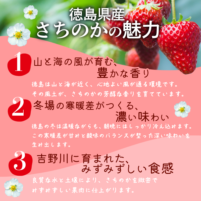いちご 500g さちのか 苺 イチゴ ストロベリー 数量限定 徳島県産 ichigo strawberry itigo 2月上旬より順次出荷 徳島県 