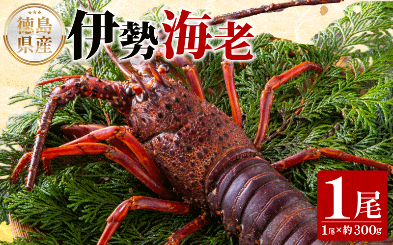 伊勢海老 300g 1尾 《徳島の伊勢海老は身詰まりが良い！》 えび エビ 高級 伊勢 伊勢えび 鮮魚 海鮮 魚介 刺身 焼き物 汁物 イセエビ 海老 正月 おせち ギフト 贈答 贈り物 徳島 阿南 【年末年始 発送対応可能です！】