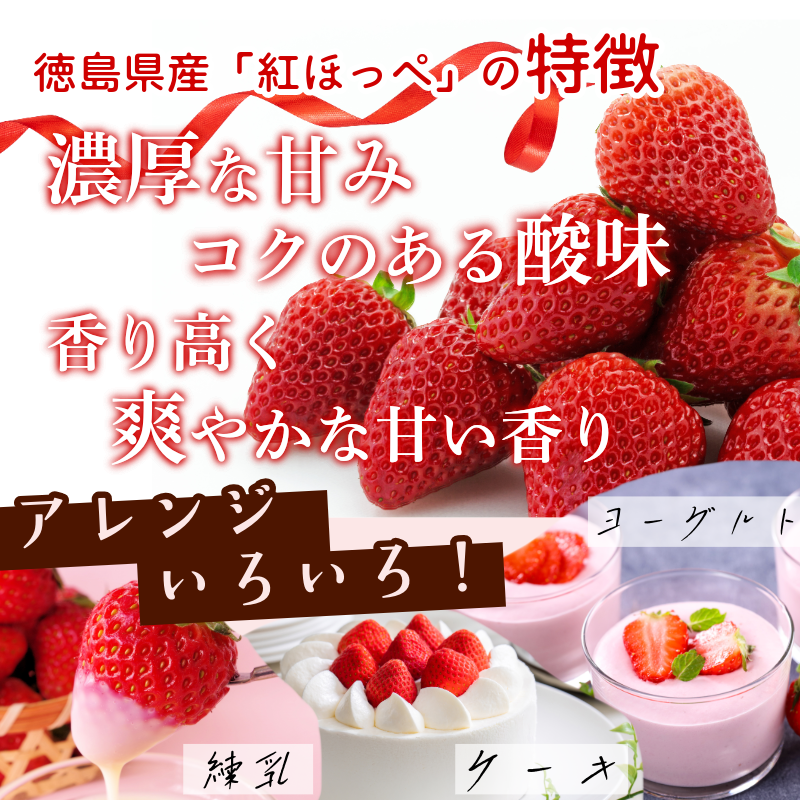 ã å
è¡äºçŽ ã ãã¡ã 500g çŽ
ã»ã£ãº èº ã€ã㎠ã¹ããããªãŒ æ°ééå® 1äžåæªæº 埳島çç£ strawberry ichigo itigo 2æäžæ¬ããé æ¬¡åºè· 埳島ç