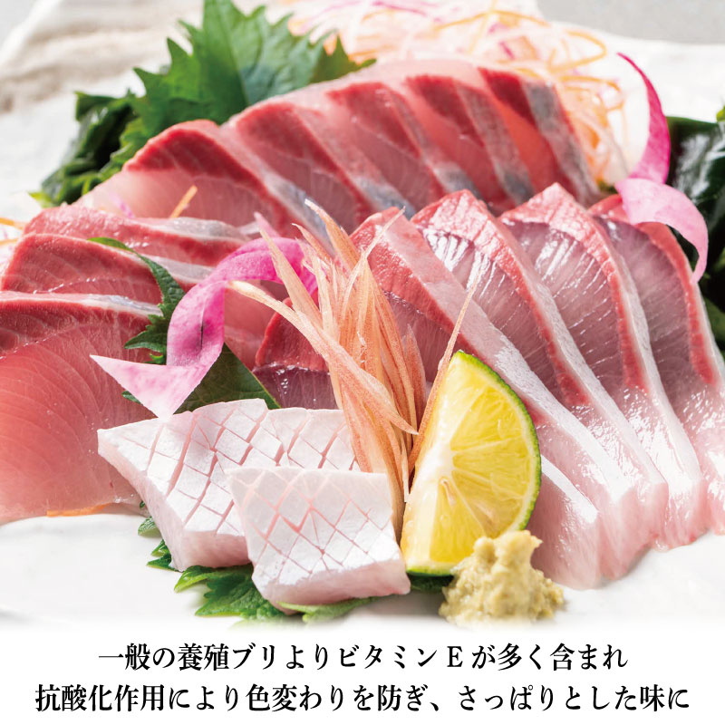 すだちぶり 2柵 カマいり 《 冷蔵発送！すぐに食べられる！》 10月から11月末まで発送 すだち ぶり 鰤 刺身 ぶりしゃぶ 切り身 さしみ しゃぶしゃぶ かぼすぶり に負けない 下処理済み 徳島 鳴門 なると