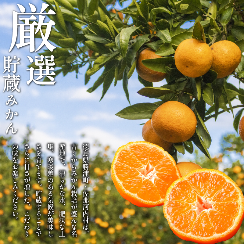 みかん 訳あり 4.2kg 4kg+傷み補償分200g 熟成 柑橘 フルーツ 果物 みかん ミカン みかん 蜜柑 訳ありみかん 家庭用 オレンジ 1万円未満 徳島県 勝浦町 佐那河内村 5000円以下 5000円