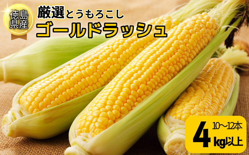 【6月下旬より順次発送】　とうもろこし ゴールドラッシュ 4kg以上 選べる 容量 厳選 新鮮 甘い 生 国産 野菜 スイートコーン バーベキュー BBQ コーン 旬 徳島県