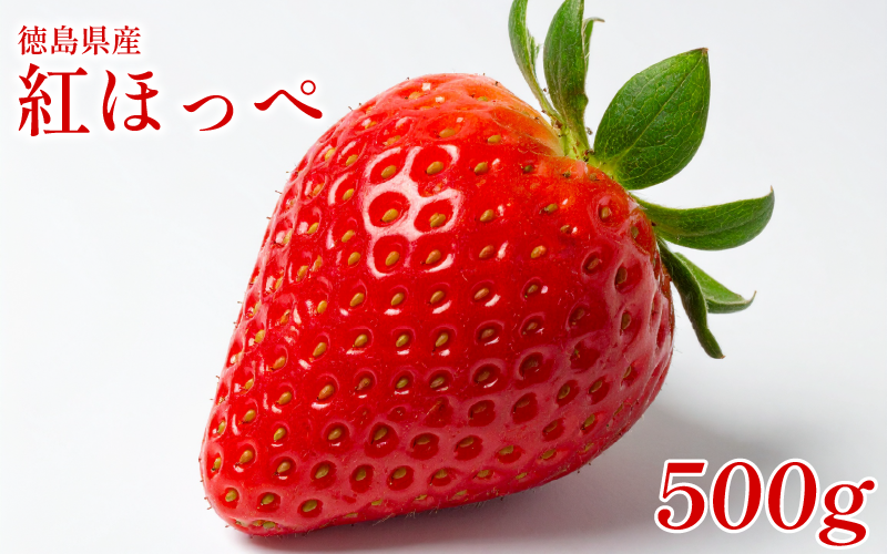いちご 500g 紅ほっぺ 苺 イチゴ ストロベリー 数量限定 徳島県産 ichigo strawberry itigo 1月下旬より順次出荷 徳島県