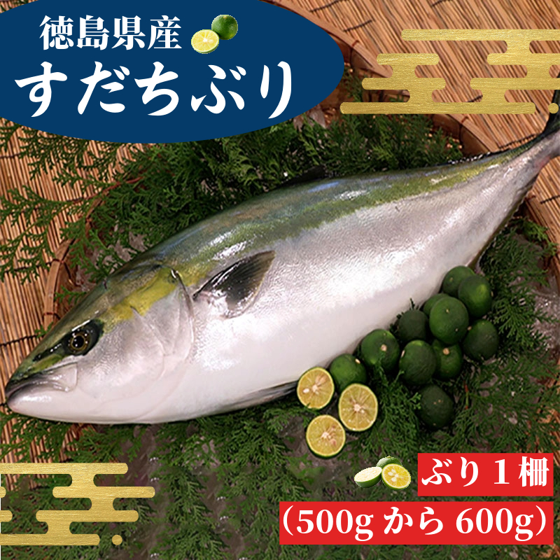 すだちぶり 柵状 500g から 600g 2025年10月から発送 先行予約 【 すだち ぶり 刺身 さしみ さかな 鰤 丼 ご飯 魚 柑橘 冷蔵 切り身 塩 焼き 産地直送 ブランド みかん ごはん 米 鮮度 新鮮 ブリ 下処理済み 便利 簡単 手間 なし 国産 人気 徳島 鳴門 なると 】