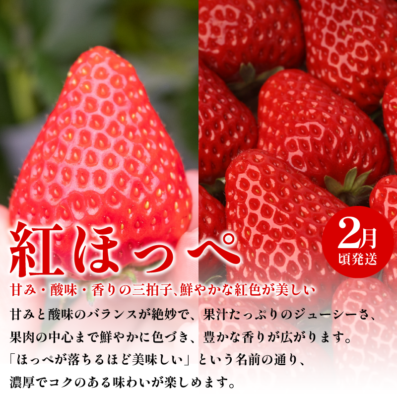 フルーツ 定期便 全3回 いちご キウイ 紅ほっぺ さちのか ギフト 果物 冬 徳島県産 産地直送 新鮮 3ヶ月