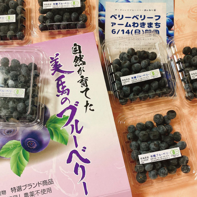 ブルーベリー 大粒 600g 100g × 6パック 2026年6月から7月末まで発送 果物 フルーツ デザート 旬 新鮮 季節 夏 人気 ケーキ おすすめ 期間限定 美馬 徳島 ドリームチーム