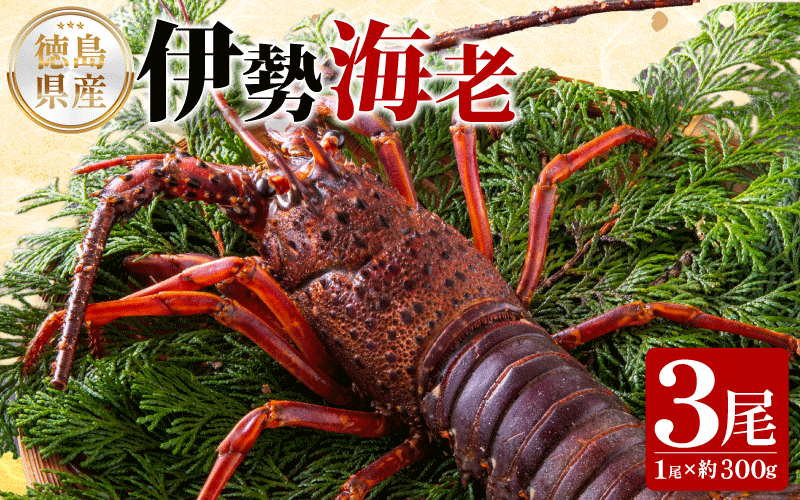 伊勢海老 300g 3尾 《徳島の伊勢海老は身詰まりが良い！》 えび エビ 高級 伊勢 伊勢えび 鮮魚 海鮮 魚介 刺身 焼き物 汁物 イセエビ 海老 正月 おせち ギフト 贈答 贈り物 徳島 阿南 【年末年始 発送対応可能です！】
