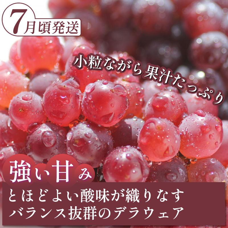 フルーツ 定期便 全3回 シャインマスカット ピオーネ デラウエア ぶどう 巨峰 ギフト 果物 夏 徳島県産 産地直送 新鮮 食べ比べ 3ヶ月