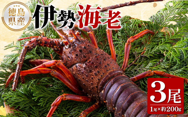 伊勢海老 200g 3尾 えび エビ 高級 伊勢 伊勢えび 鮮魚 海鮮 魚介 刺身 焼き物 汁物 イセエビ 海老 正月 おせち ギフト 贈答 贈り物 祝い 歳暮 中元 年末 年始 ebi 徳島 阿南 【年末年始 発送対応可能です！】