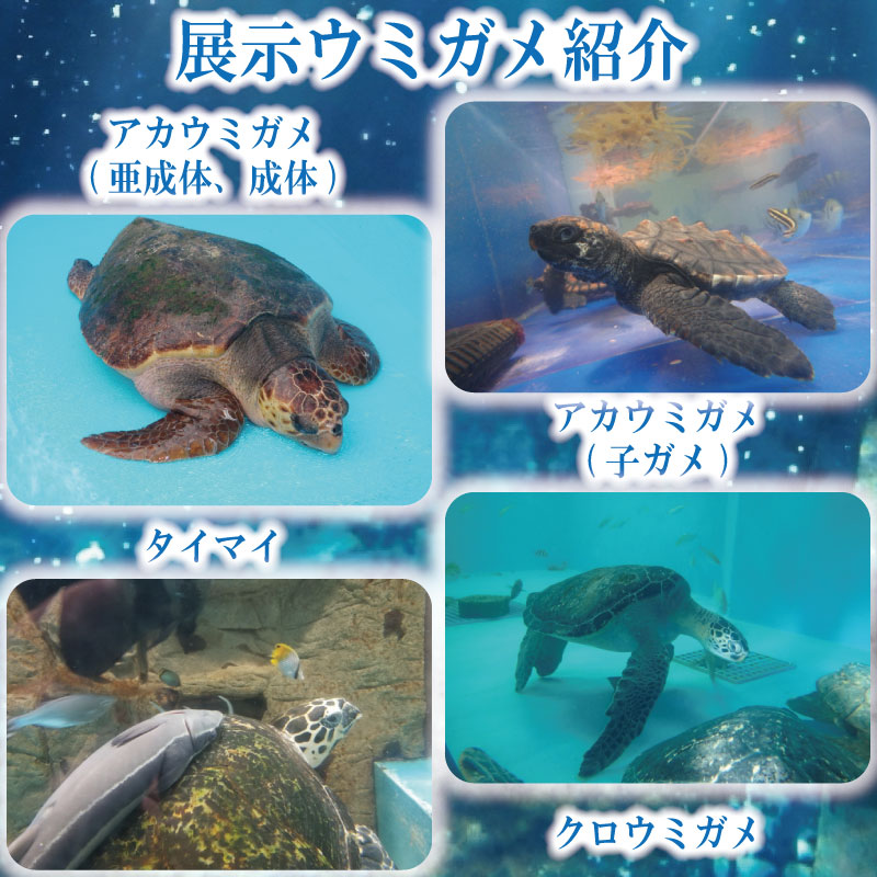 譌・蜥御ス舌≧縺ソ縺後a蜊夂黄鬢ィ繧ォ繝ャ繝繧ソ 蜈・鬢ィ蛻ク 螟ァ莠コ2蜷榊 縺縺ソ縺後a 繧ヲ繝溘ぎ繝。 豬キ莠 縺九a 繧ォ繝。 莠 蜊夂黄鬢ィ 繝√こ繝繝 鄒取ウ「逕コ 蠕ウ蟲カ逵 繝峨Μ繝シ繝繝√シ繝