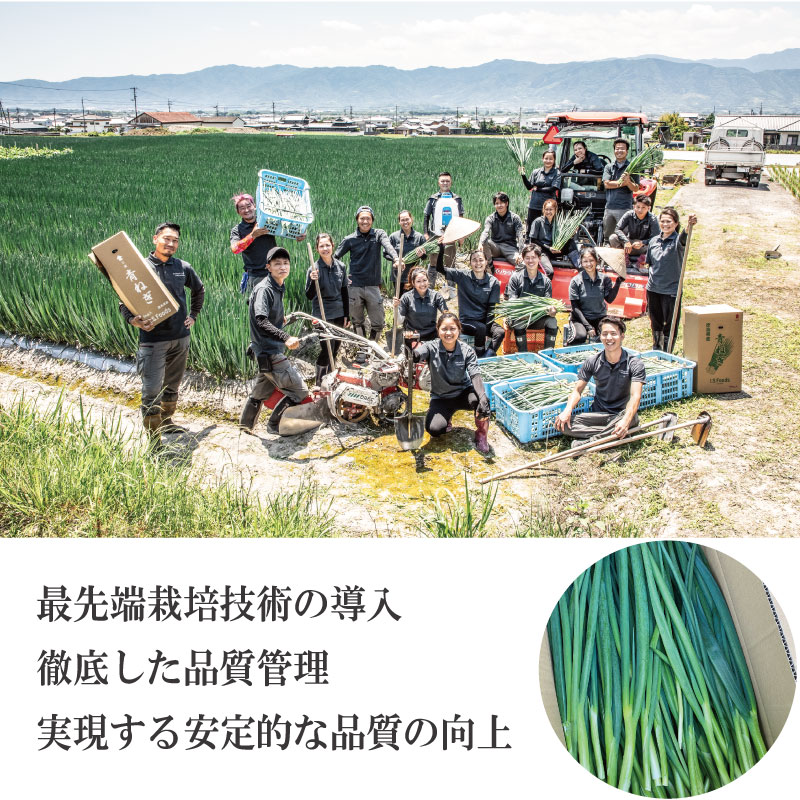 【4月から6月末まで発送】青ねぎ 5kg ネギ 葱 極上 薬味 国産 野菜 うどん ギョーザ 餃子 チャーハン 焼きネギ 徳島 阿波市 新･極上青ねぎ 通常発送 旬 ネギ 訳あり