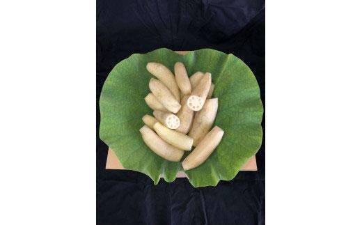 大小バラ 蓮根 約1kg