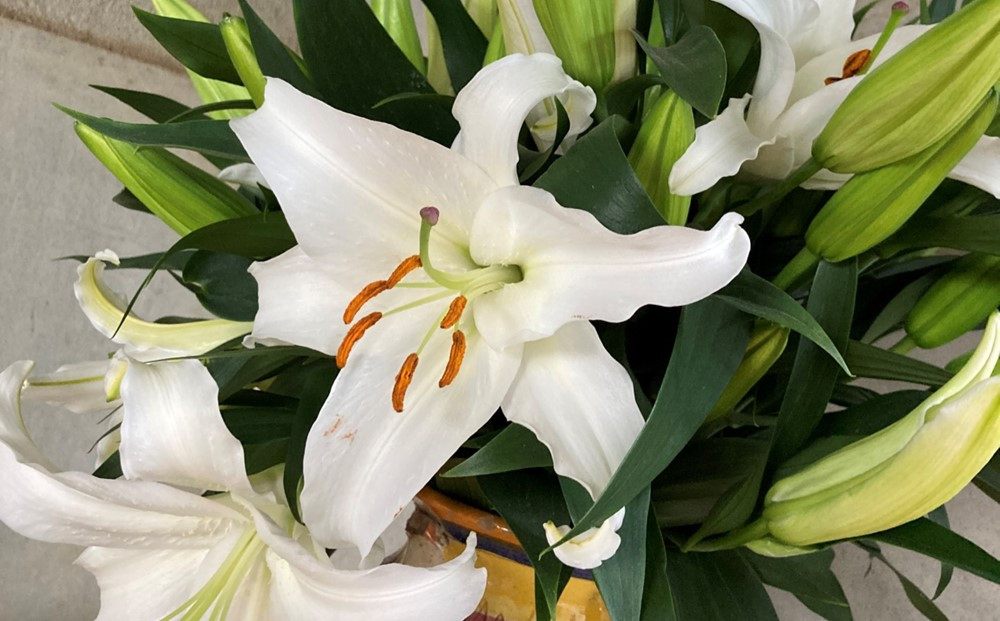 百合・シベリア 20輪 切り花