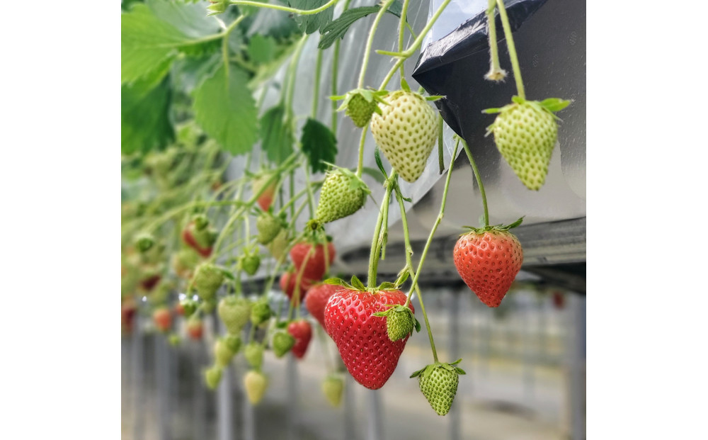 いちご狩り 大人2名 4品種栽培