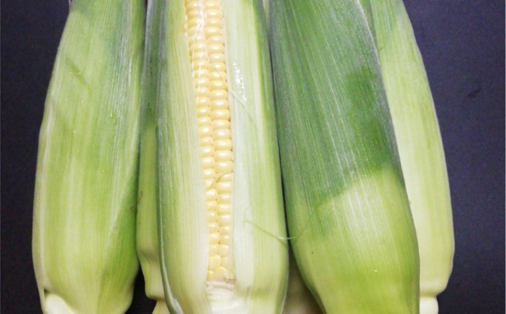 ãšããããã ãŽãŒã«ãã©ãã·ã¥ 5æ¬