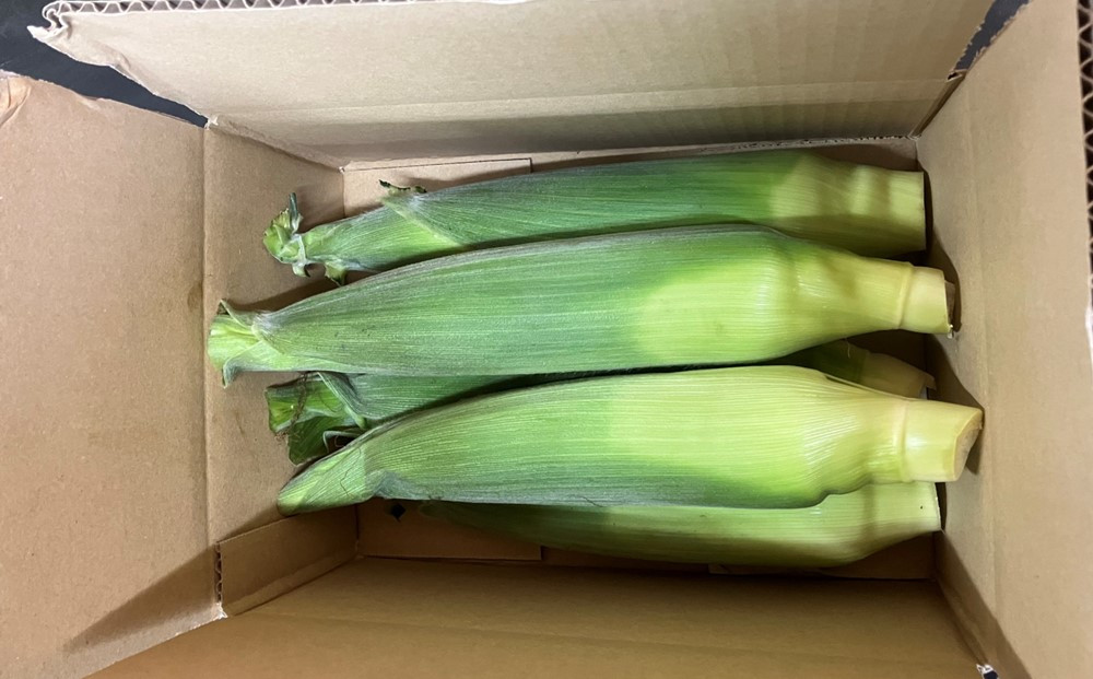 ãšããããã ãŽãŒã«ãã©ãã·ã¥ 5æ¬