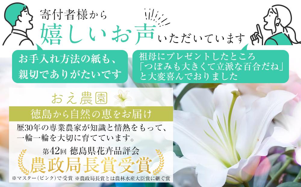 百合・シグナム（白）3本 切り花