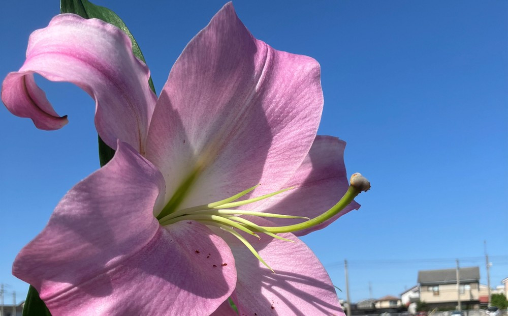 百合 マスター（ピンク）20輪