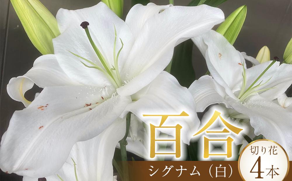 百合・シグナム（白）4本 切り花