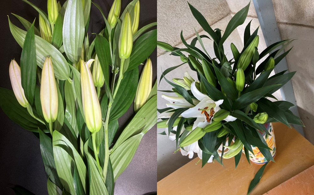 百合・シベリア 20輪 切り花