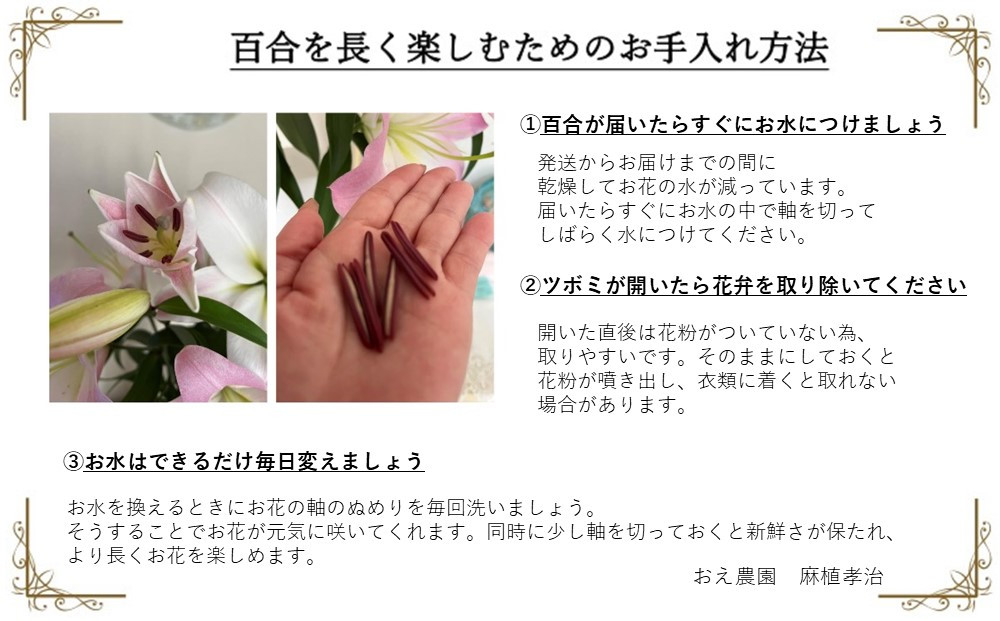 百合・シベリア 20輪 切り花