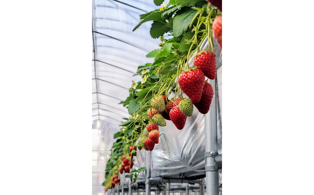 いちご狩り 大人2名 4品種栽培