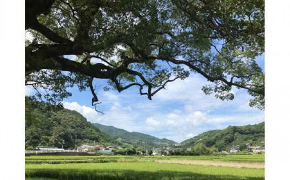 繧ッ繝ゥ繝輔ヨ繝薙シ繝ォ 鬟イ縺ソ豈斐∋ 6譛ャ 繧サ繝繝 (350mlテ6)