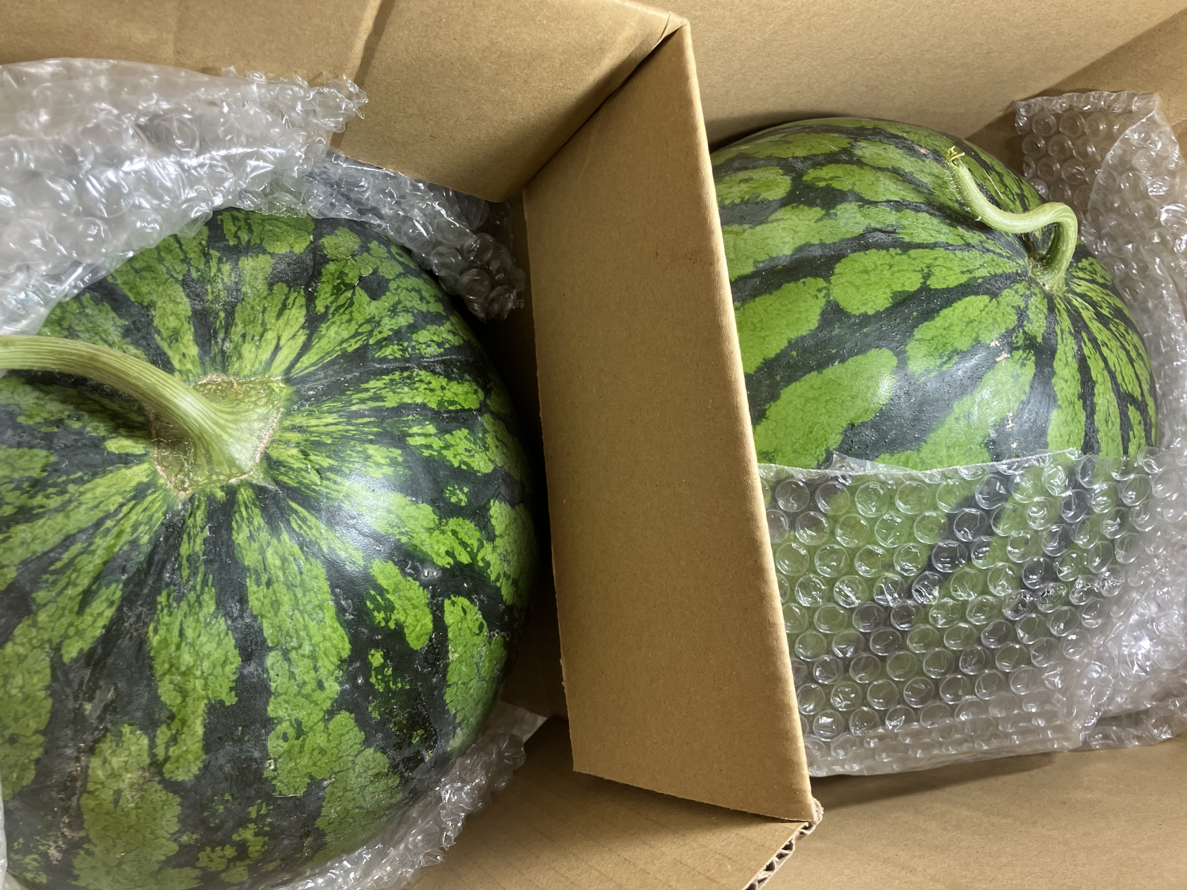 すいか（羅皇）2玉 約5kg×2