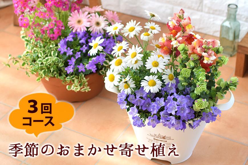 【定期便全3回】季節のお花 寄せ植え 3回コース