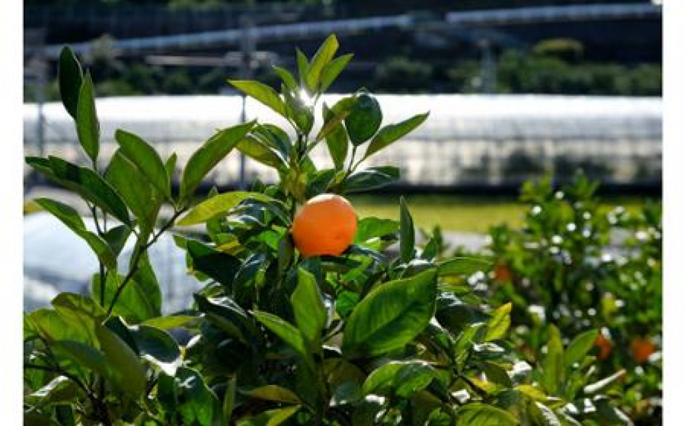 繧ッ繝ゥ繝輔ヨ繝薙シ繝ォ 鬟イ縺ソ豈斐∋ 6譛ャ 繧サ繝繝 (350mlテ6)