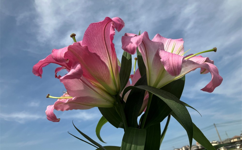 百合 マスター（ピンク）30輪