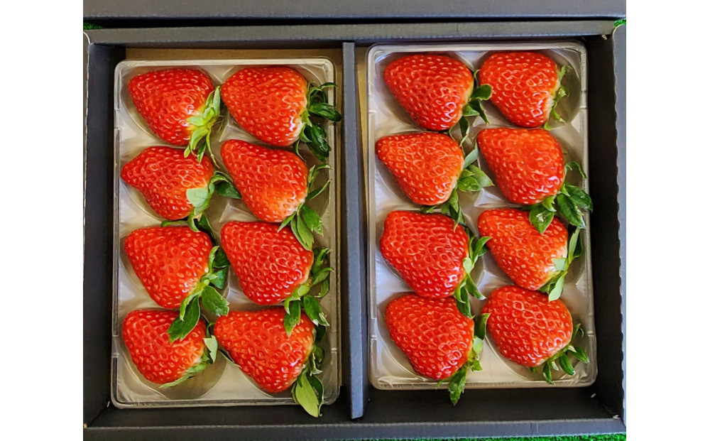 いちご 約250g×2　【かおり野/紅ほっぺ/ベリーポップすず】から1～2品種お届け