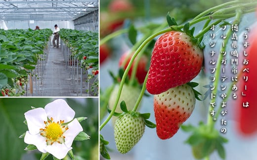 うずしおベリー バスクチーズケーキ 2個セット いちごスイーツ 苺 フルーツガーデンやまがた　スイーツ　お菓子　ギフト　敬老の日　お歳暮　チーズケーキ　洋菓子　いちご　